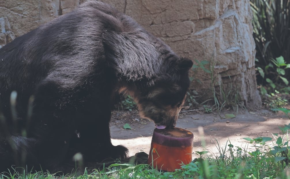 Jerry, un oso de antifaz, guiado por el olor a fruta, se acercó a una paleta de hielo hecha con jugo de manzana, trozos de mango, uva, zanahoria y agua. Foto: Gabriel Pano/ El UNIVERSAL