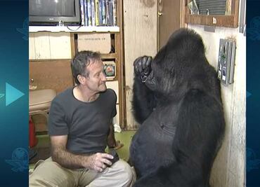 Muere Koko, la gorila que aprendió lenguaje de señas y robó el corazón de millones