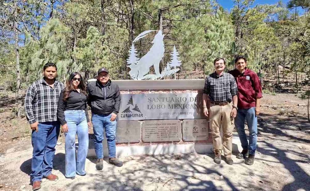 Liberación de cuatro lobos mexicanos en Durango. Foto: X @SEMARNAT_mx