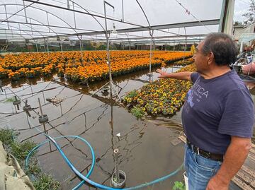 Lluvia inunda invernaderos de cempasúchil en Xochimilco; reportan pérdidas de casi medio millón de pesos