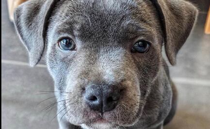 Perrito salva a su dueño de ser atacado en la nieve por un animal salvaje