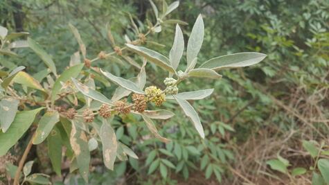 Conoce los beneficios de consumir lengua de vaca