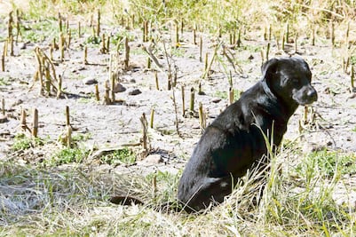 Diputados van por cárcel para quien abandone y maltrate animales