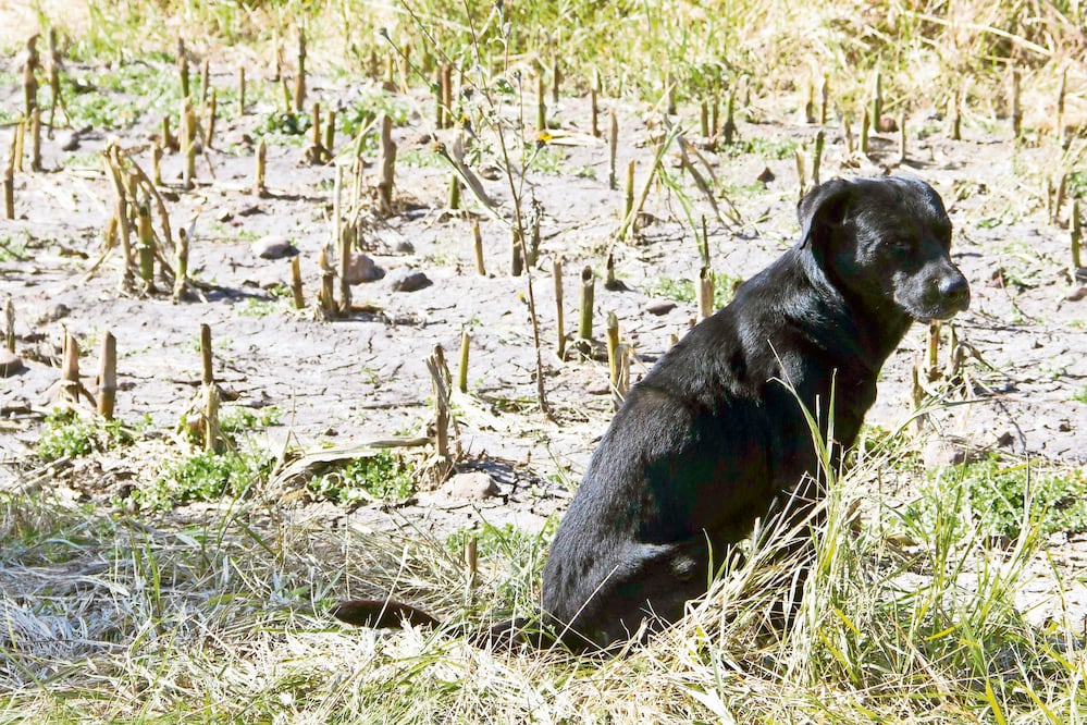 Foto: archivo/EL UNIVERSAL