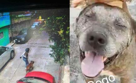 "Gogo", el héroe canino que salvó a niño tras ataque de pitbull en Morelos