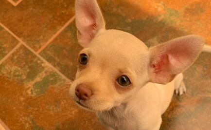 Alcaldías de CDMX deberán dar 42 mdp para esterilizar perros y gatos