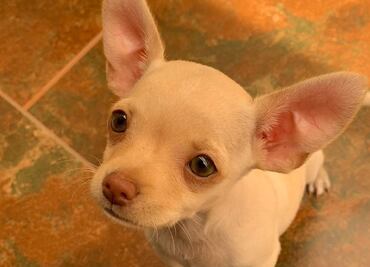 Alcaldías de CDMX deberán dar 42 mdp para esterilizar perros y gatos