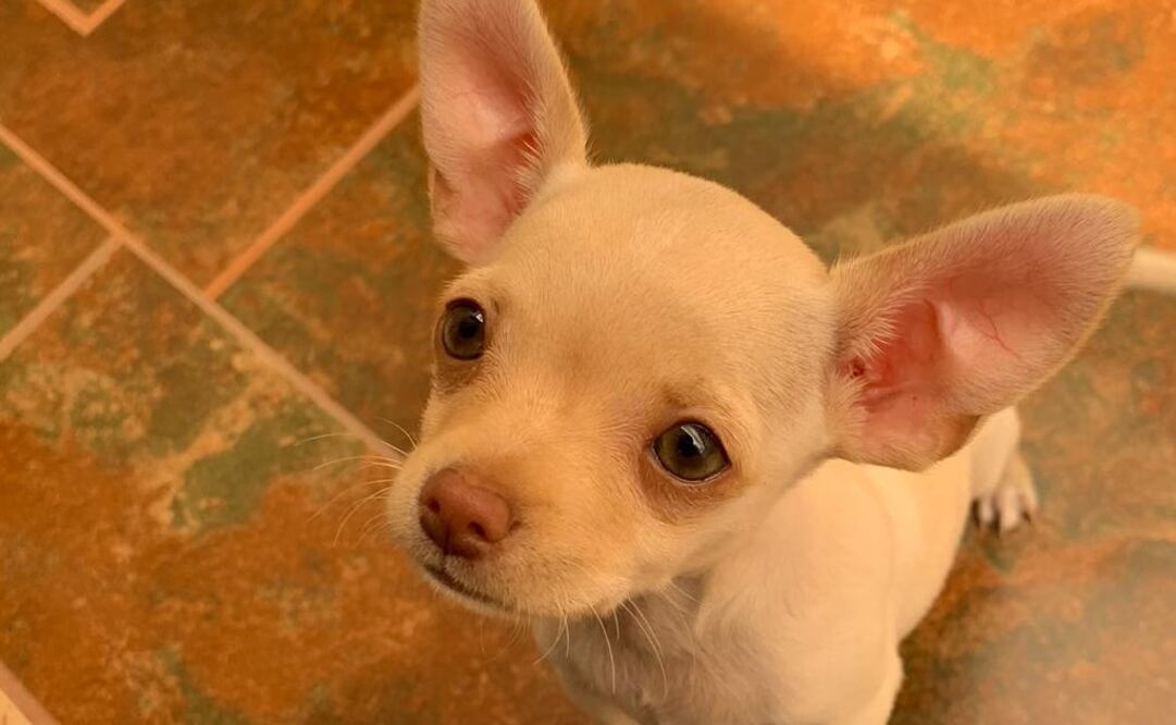 Foto: Edgar Tequianes. EL UNIVERSAL