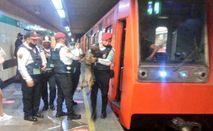 Por rescate de perrito, cortan corriente en la Línea 8 del Metro CDMX