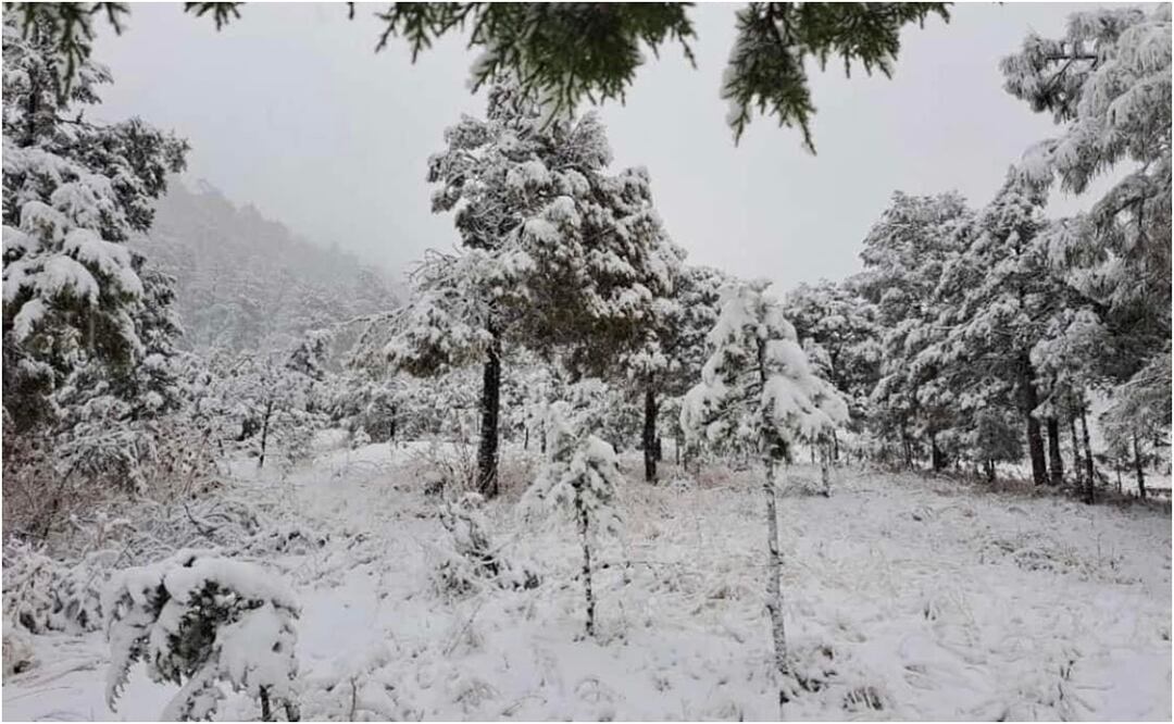 Ingreso de dos frentes fríos al estado de Chihuahua provocaron la caída de nieve. Foto: Especial