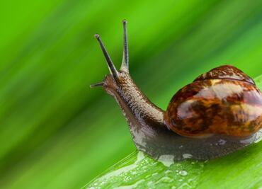 ¿Dónde colocar los caracoles que se encuentran en tu jardín?