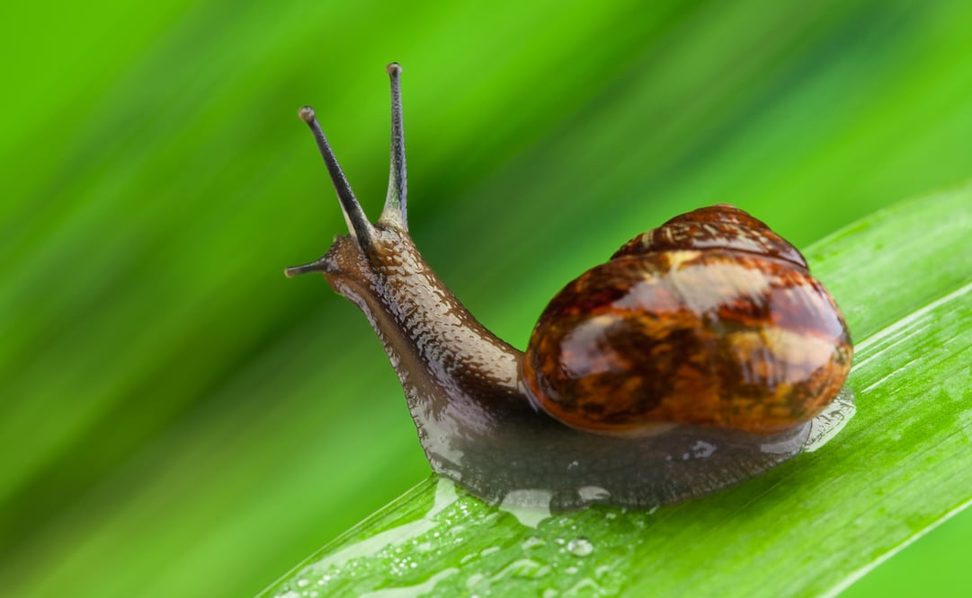 Los caracoles buscan espacios húmedos donde resguardarse y alimentarse. Foto: Canva