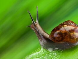 ¿Dónde colocar los caracoles que se encuentran en tu jardín?