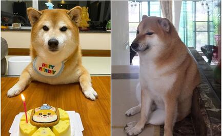Así festejó Cheems, el perrito de los memes, su cumpleaños número 12