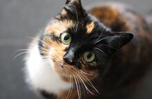 ¿Cómo quitar el olor de orina de gato en casa?; conoce algunos tips