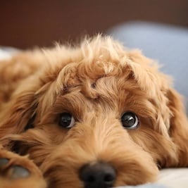 Mascotas, víctimas de la inflación; 2 de cada 7 hogares les dan sobras o croquetas a granel