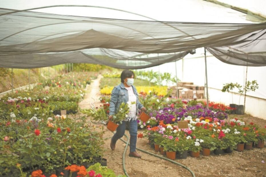 La sierra donde nace la Nochebuena
