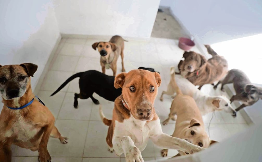 Todos los refugios en la CDMX tienen que contar con una autorización y las alcaldías son las que tienen el registro de estos espacios y permiten su funcionamiento, dijo experta. Foto: Archivo / EL UNIVERSAL