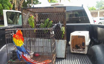 Rescatan aves en peligro de extinción en Chiapas