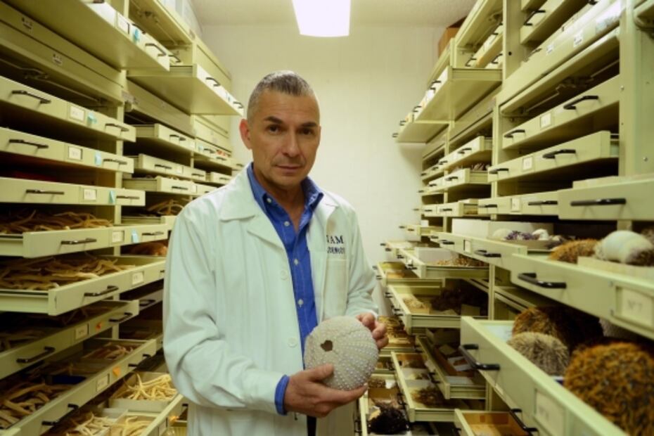 Científicos de la UNAM descubren una nueva especie marina en Cozumel