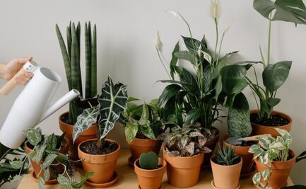 Estos son los cuidados claves de la planta Singonio