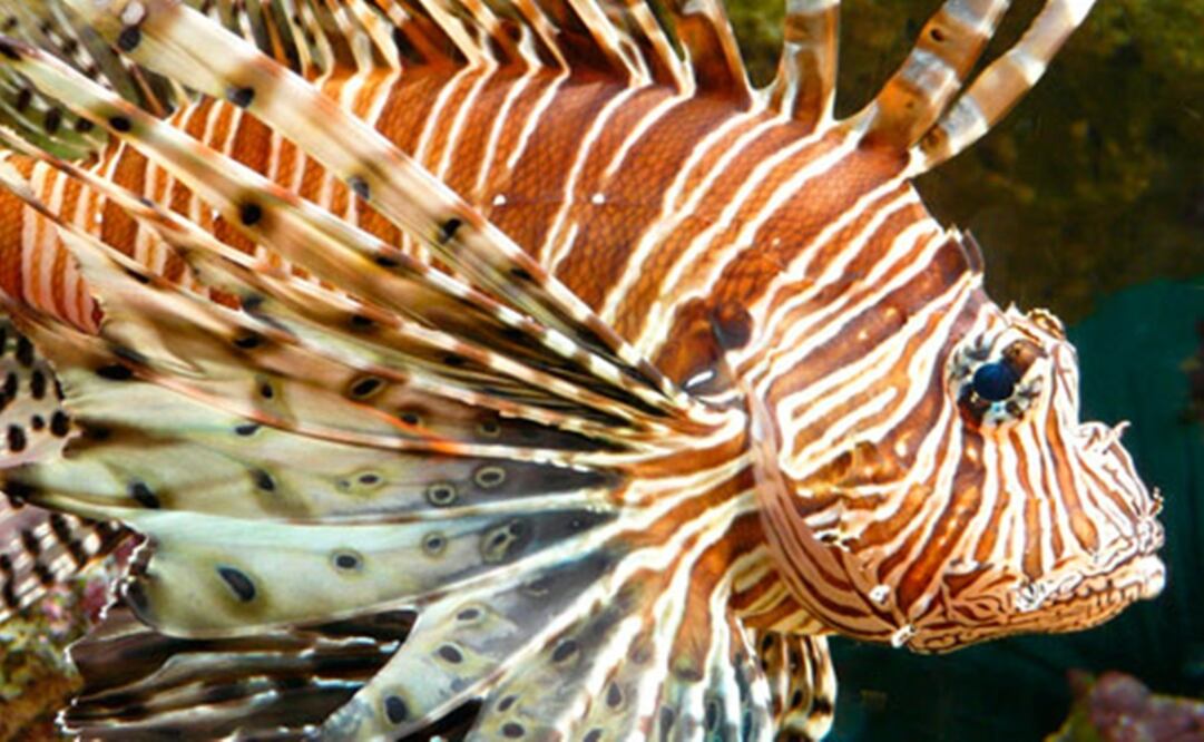 Foto: Agencia informativa Conacyt 