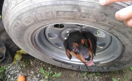 Bomberos de Toluca rescatan a perrito atorado en neumático