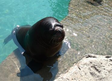 Continúa en tratamiento lobo marino del zoológico de Aragón