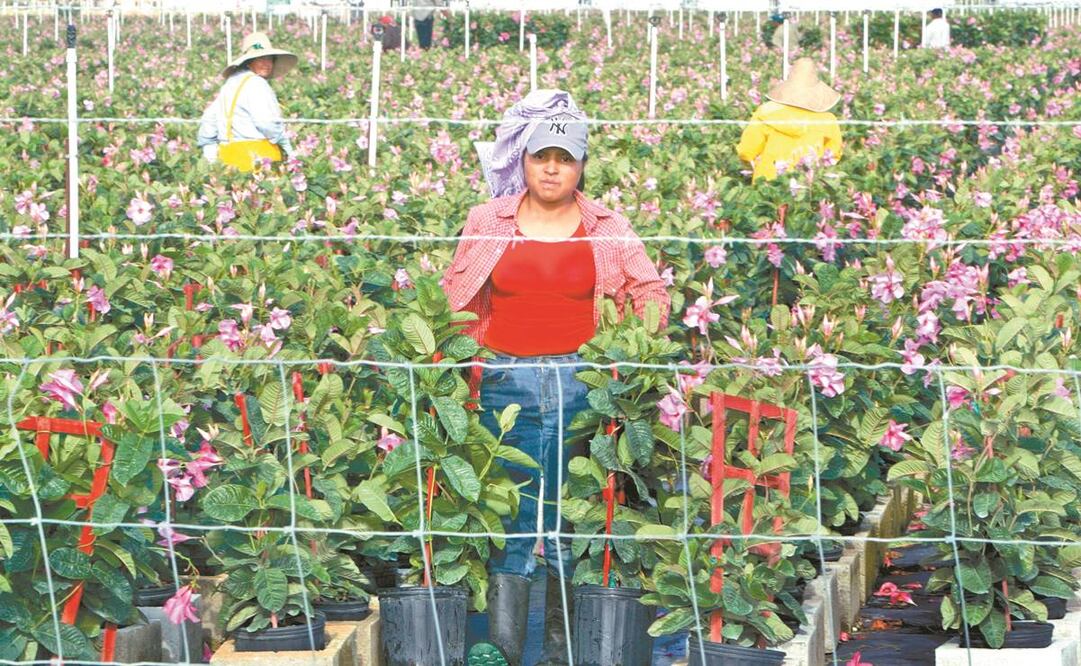 De acuerdo con el Banco Mundial, las transferencias hacia México se mantuvieron y crecieron, en parte porque los migrantes estuvieron empleados en sectores esenciales. Foto: Archivo/ El Universal.