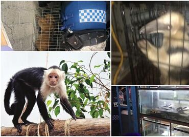 Brigada de Vigilancia Animal, al rescate de cualquier especie