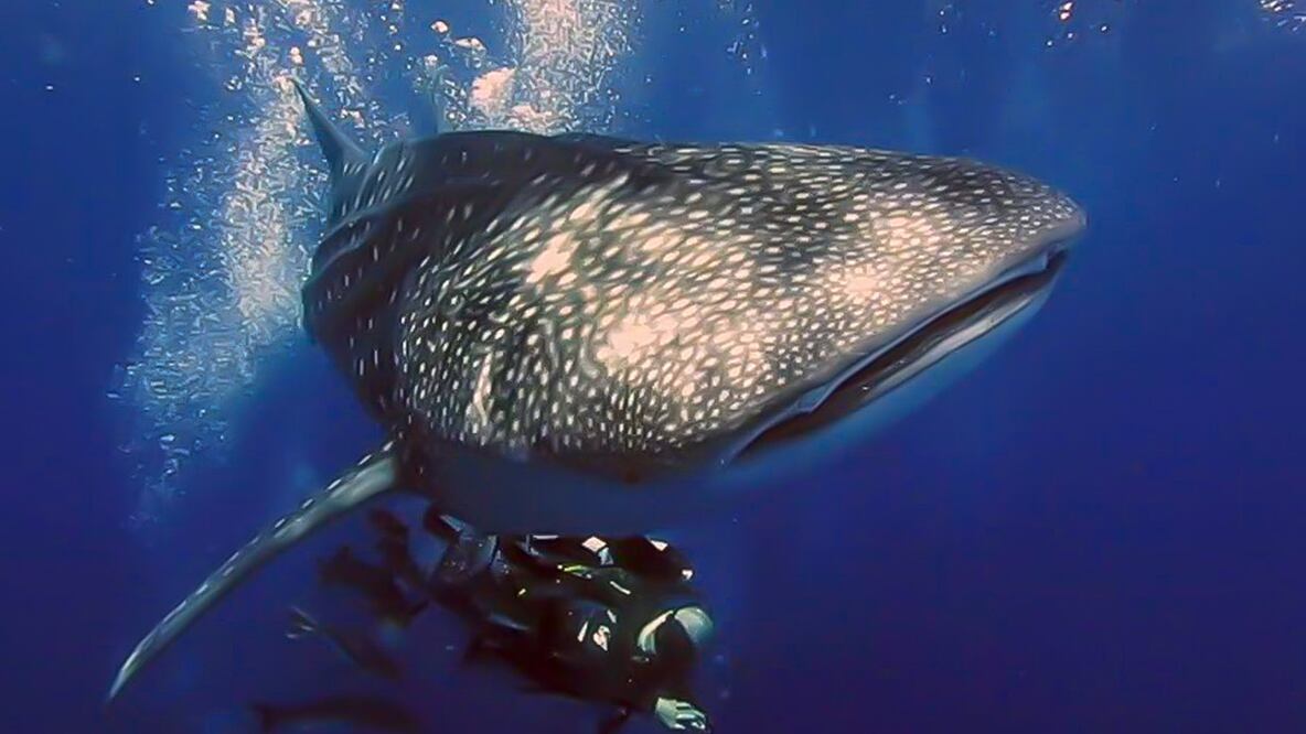 Tecnología al servicio del tiburón ballena 