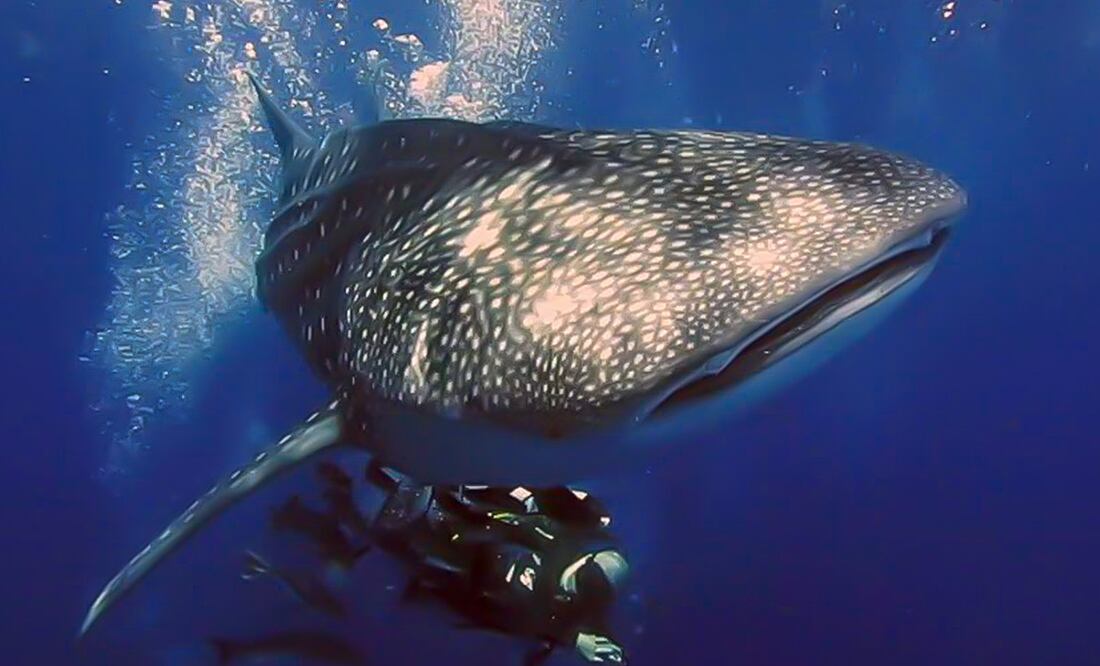 Tecnología al servicio del tiburón ballena