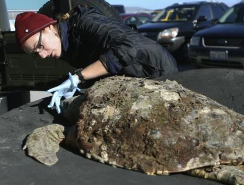 Tortugas aturdidas y manatíes que buscan refugio por ola de frío en Florida