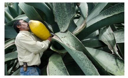 ¿Sabes cómo se prepara el pulque?