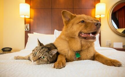 Hoteles pet friendly en México para viajar con tu mascota