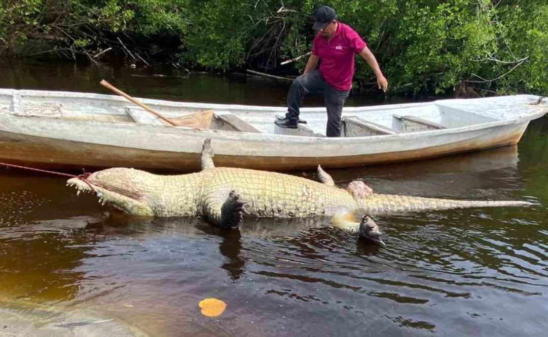 "Lucho" era un macho entre 40 y 50 años, medía 4.06 metros y estaba bajo depositaría en la UMA "La Ventanilla" desde 2005. Foto: Profepa