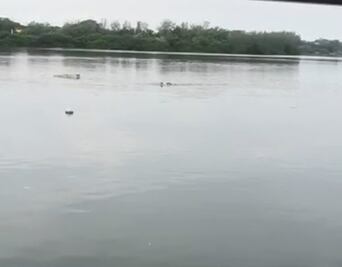 Cocodrilo ataca y mata a hombre en la Laguna del Carpintero, en Tampico