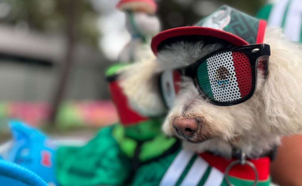 El pequeño perrito lleva un mensaje que se ha convertido en una especie de lema para quienes lo encuentran en su trayecto. Foto: Juan Carlos Williams / EL UNIVERSAL