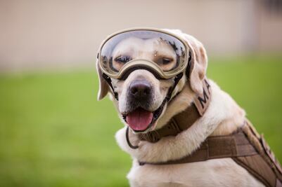 Festival hindú dedicado a los perros rendirá homenaje a "Frida"