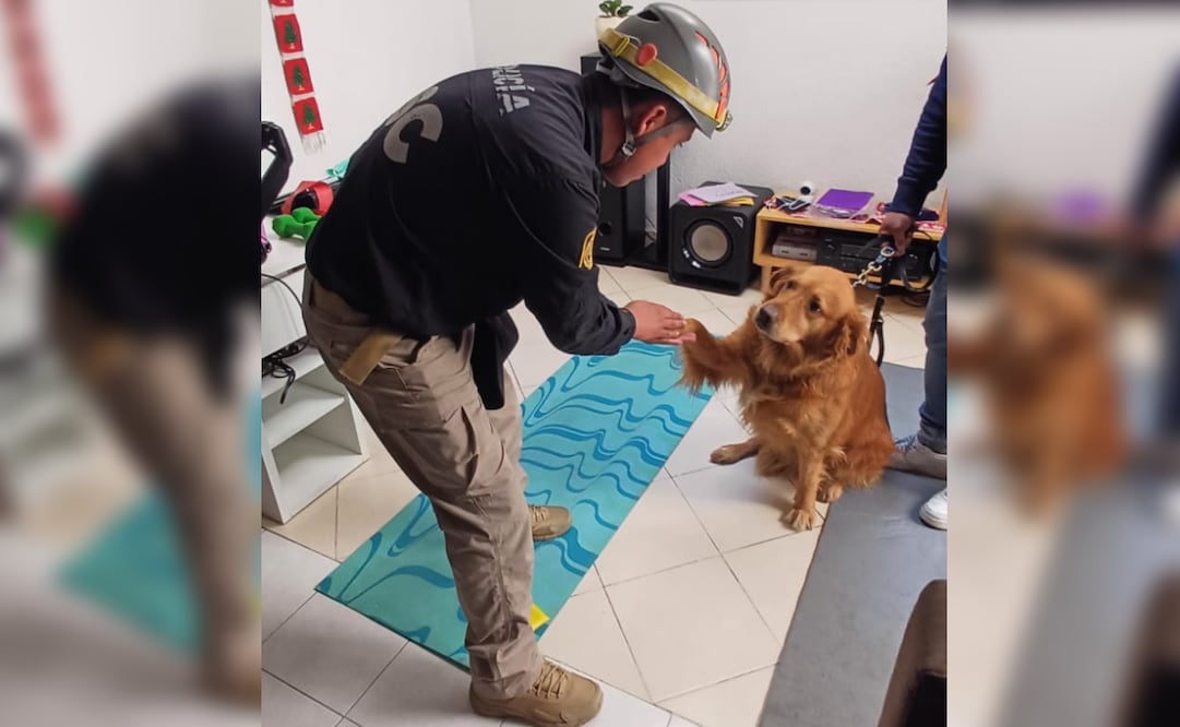 Brigada de Vigilancia Animal brinda atención a 7 perros, 7 gatos y una tortuga tras explosión en departamento de Paseos de Taxqueña. 
Foto: Especial.