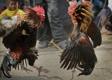 Suspenden peleas de gallos en palenque clandestino de Ecatepec