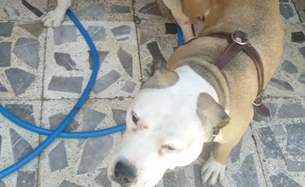 Catean vivienda donde "El Orejas" golpeó a Merry, la perra pitbull maltratada en Iztapalapa