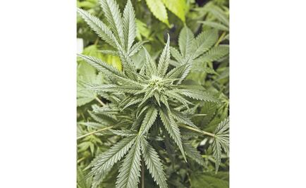 "Brownies", entre las presentaciones más atractivas de la marihuana: PGJCDMX