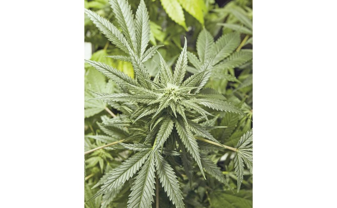 Foto: Archivo/El Universal