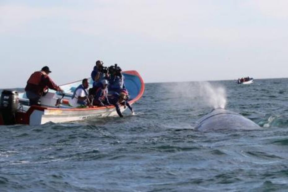 Disminuye presencia de la ballena gris