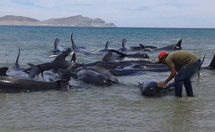 24 whales stranded in Baja California die