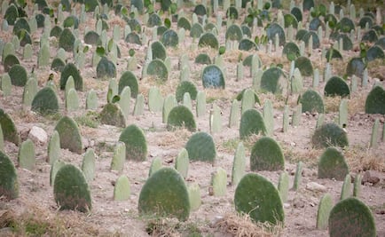 Pierden 3 mil hectáreas de cultivo nopalero por heladas en Milpa Alta