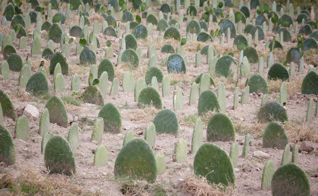 Foto: ARCHIVO / EL UNIVERSAL