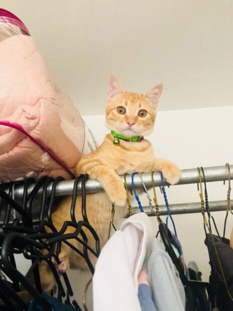 Día del Gato: ¿Por qué lo celebramos tres veces al año?