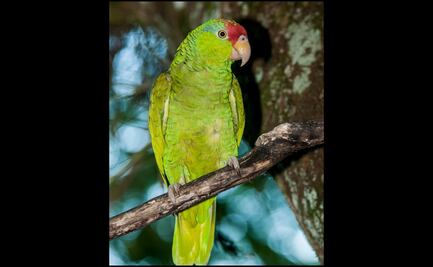Capacitan a ejidatarios para proteger a loros y cotorras en Tamaulipas